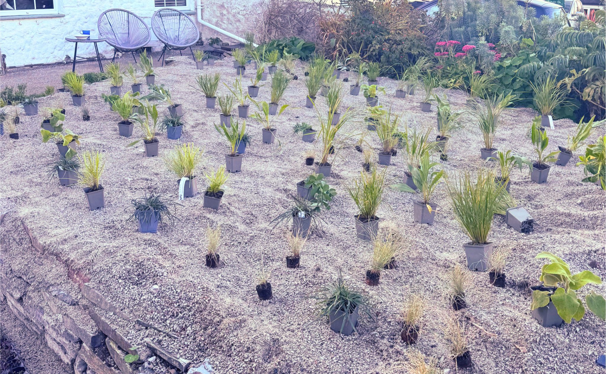 Reimagining the Front Garden: My Sand-Planted Lawn Experiment